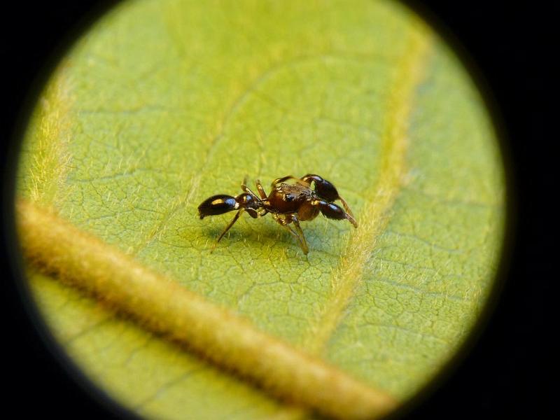 Rhombonotus_gracilis_D6712_Z_84_Brisbane_Australie.jpg