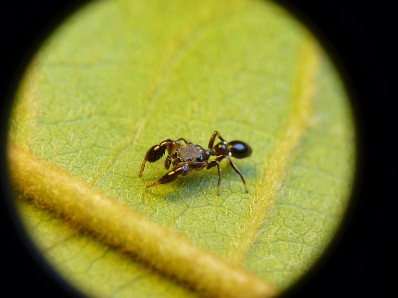 Rhombonotus_gracilis_D6713_Z_87_Brisbane_Australie.jpg