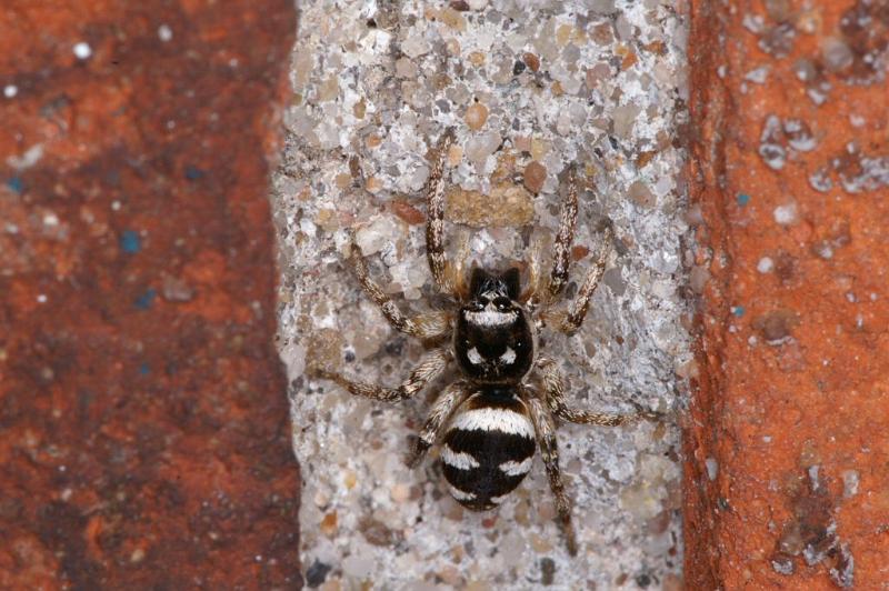 Salticus_scenicus_D3756_Z_85_Badhoevedorp_Nederland.jpg