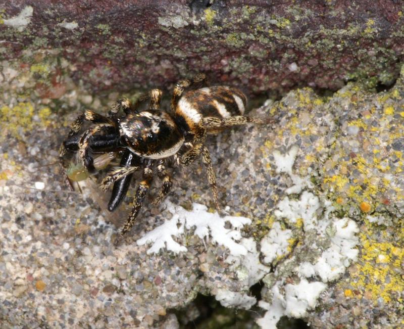 Salticus_scenicus_D4291_Z_85_Waterleidingduinen_Nederland.jpg