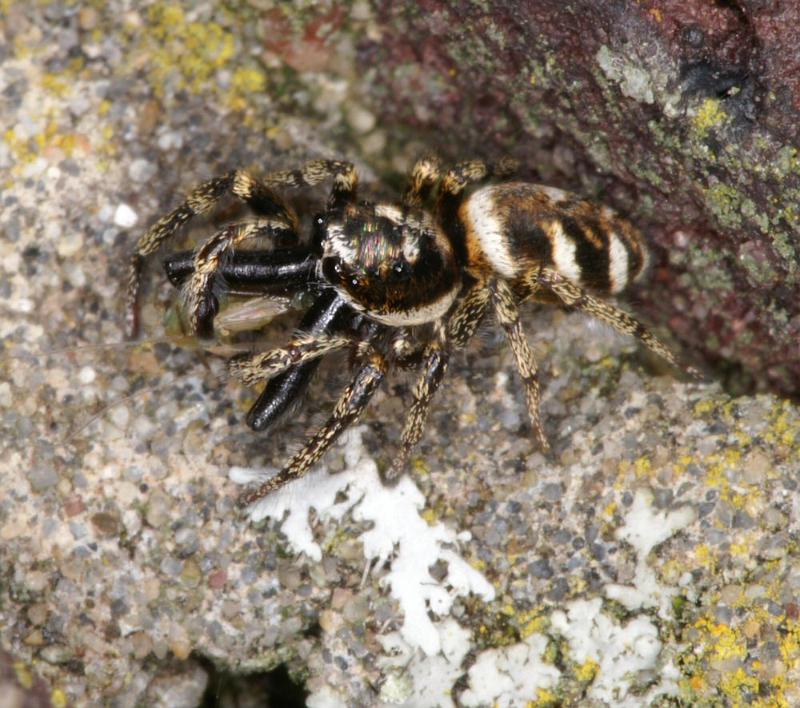 Salticus_scenicus_D4292_Z_85_Waterleidingduinen_Nederland.jpg