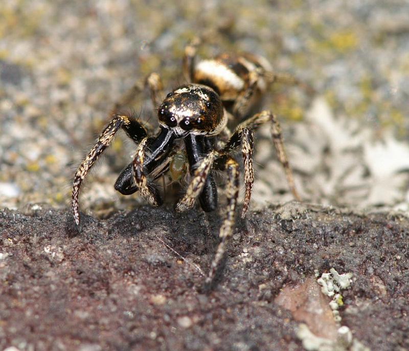 Salticus_scenicus_D4293_Z_89_Waterleidingduinen_Nederland.jpg