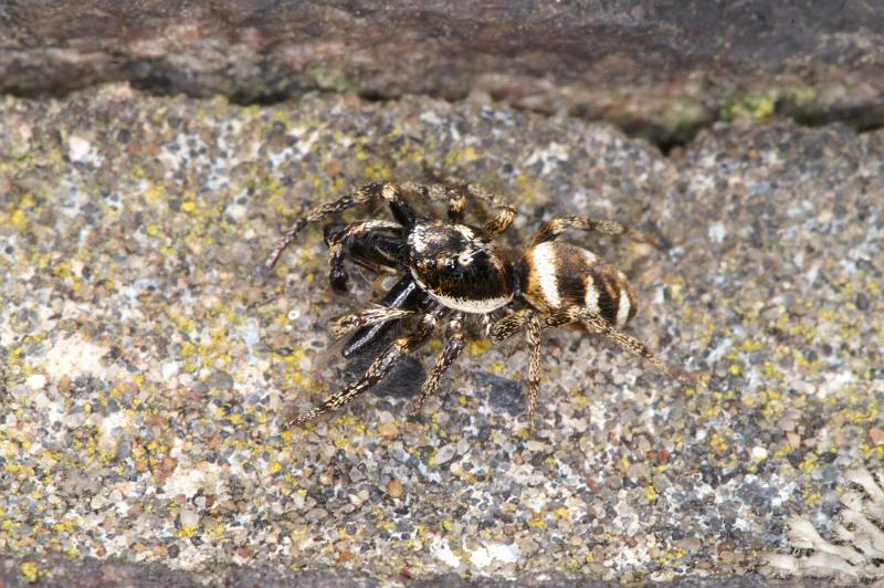 Salticus_scenicus_D4294_Z_88_Waterleidingduinen_Nederland.jpg