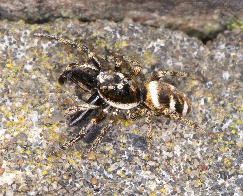 Salticus_scenicus_D4295_Z_89_Waterleidingduinen_Nederland.jpg