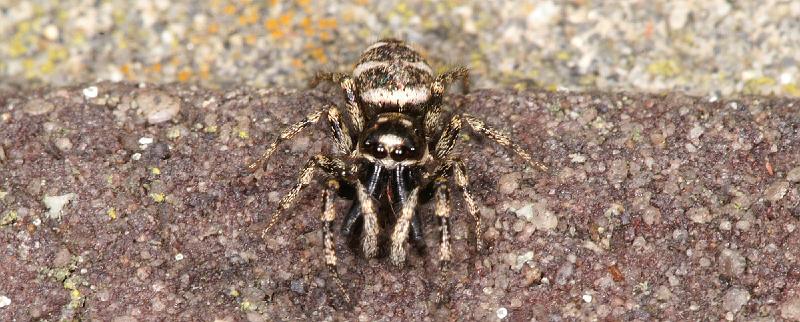 Salticus_scenicus_D4296_Z_89_Waterleidingduinen_Nederland.jpg