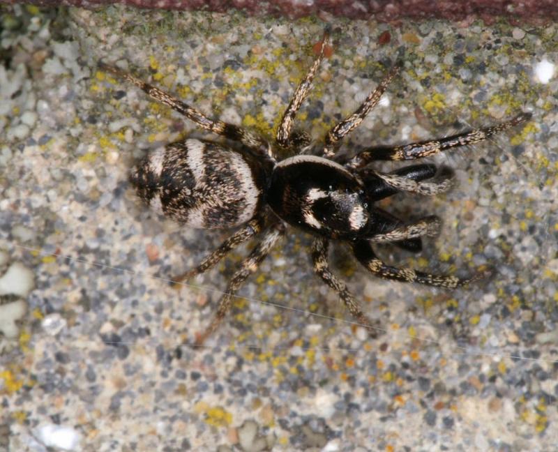 Salticus_scenicus_D4297_Z_85_Waterleidingduinen_Nederland.jpg