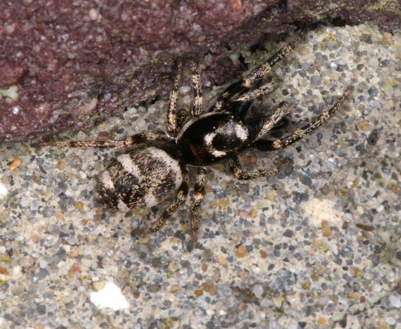 Salticus_scenicus_D4298_Z_86_Waterleidingduinen_Nederland.jpg