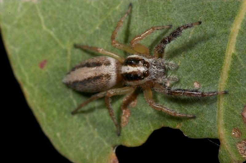 Sandalodes_bipenicillatus_D2611_Z_85_-_Australie.jpg