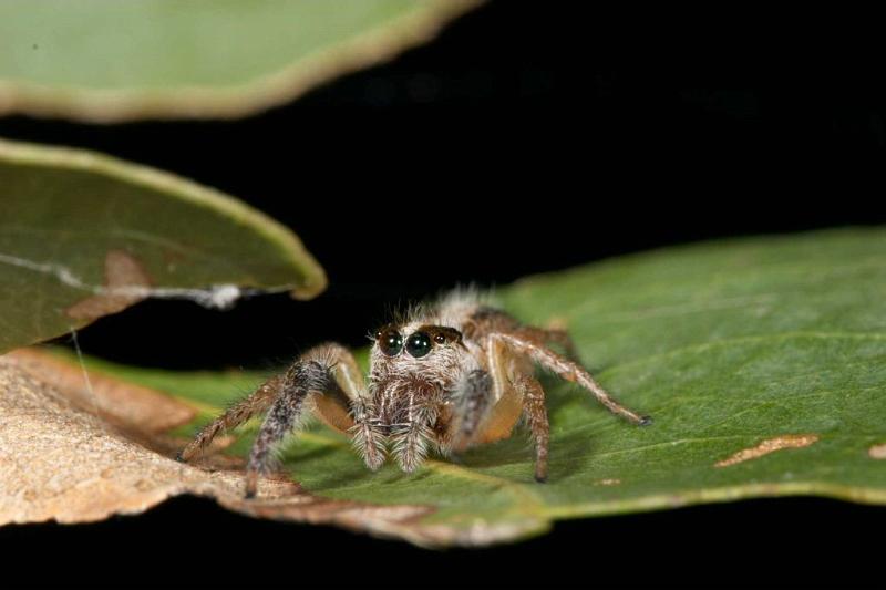 Sandalodes_bipenicillatus_D2612_Z_85_-_Australie.jpg