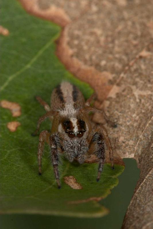 Sandalodes_bipenicillatus_D2613_Z_83_-_Australie.jpg