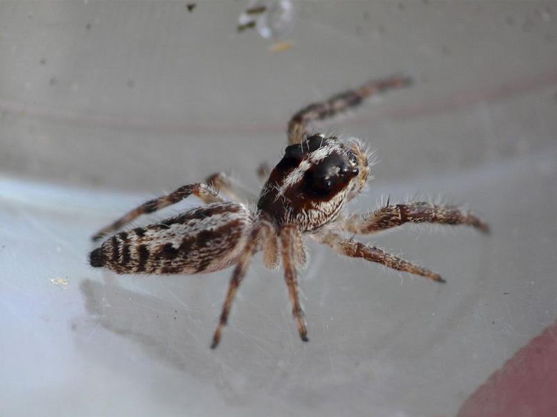 Sandalodes_bipenicillatus_D6551_Z_86_Brisbane_Australie.jpg