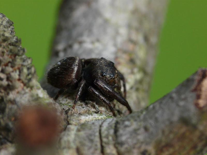 Simaetha_thoracica_D6285_Z_80_Brisbane_Australie.jpg