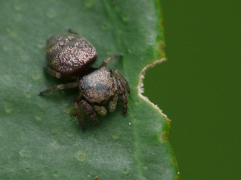 Simaetha_thoracica_D6536_Z_85_Brisbane_Australie.jpg