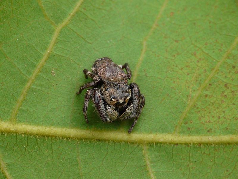 Simaetha_thoracica_D6583_Z_88_Brisbane_Australie.jpg