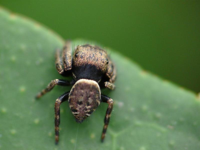 Simaetha_thoracica_D6591_Z_85_Brisbane_Australie.jpg