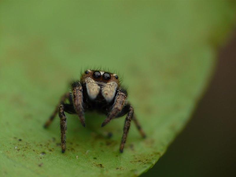 Simaetha_thoracica_D6592_Z_82_Brisbane_Australie.jpg