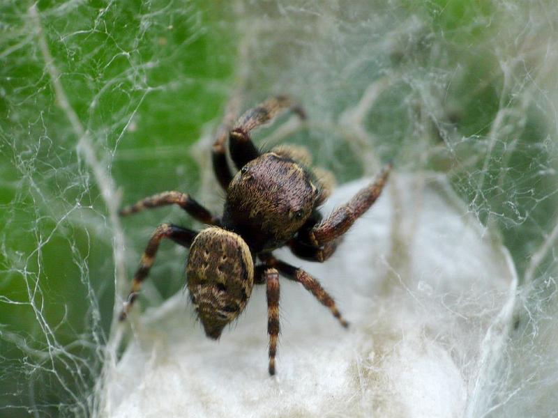 Simaetha_thoracica_D6675_Z_88_Brisbane_Australie.jpg