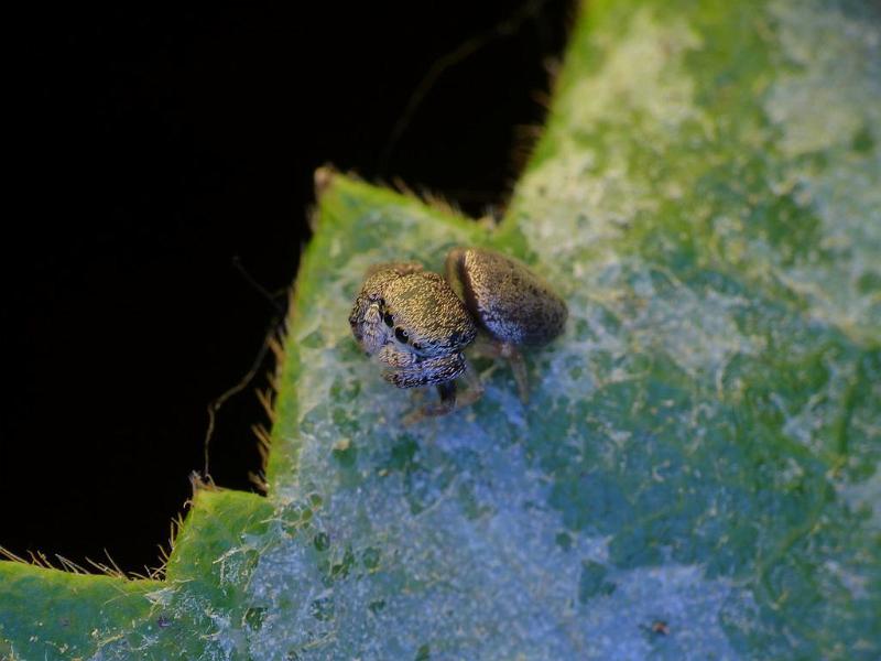 Simaethula_ZZ483_D6408_Z_85_Brisbane_Australie.jpg