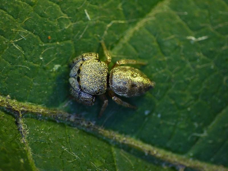 Simaethula_ZZ507_D6556_Z_87_Brisbane_Australie.jpg