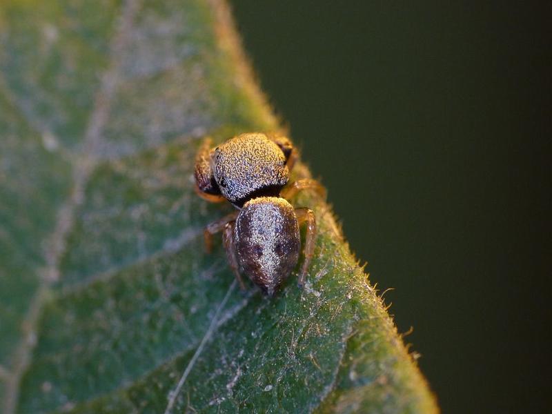 Simaethula_ZZ507_D6558_Z_87_Brisbane_Australie.jpg