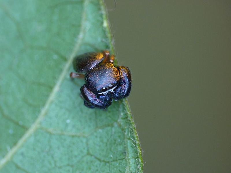 Simaethula_ZZ508_D6559_Z_82_Brisbane_Australie.jpg