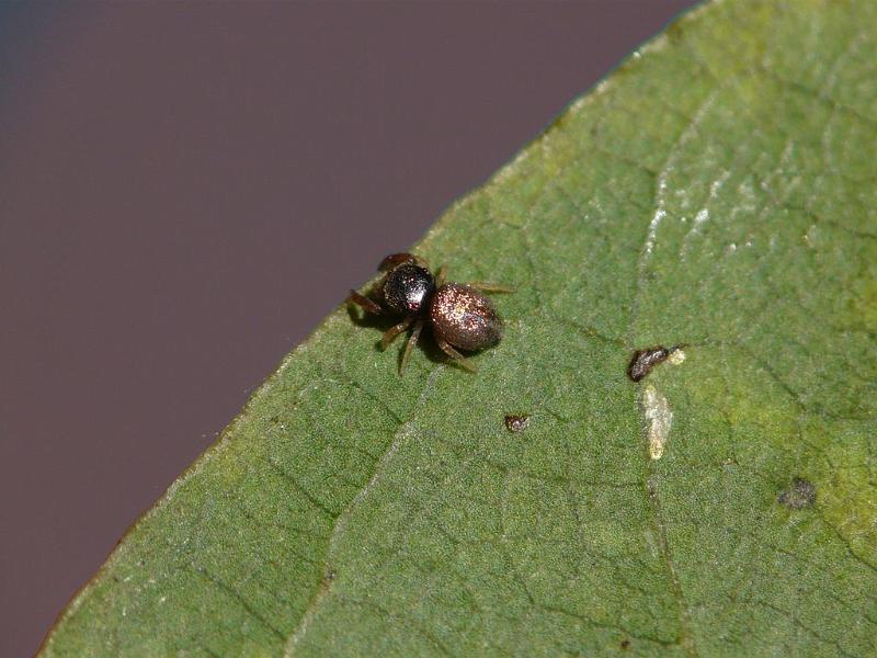 Simaethula_auratus_D6364_Z_88_Brisbane_Australie.jpg