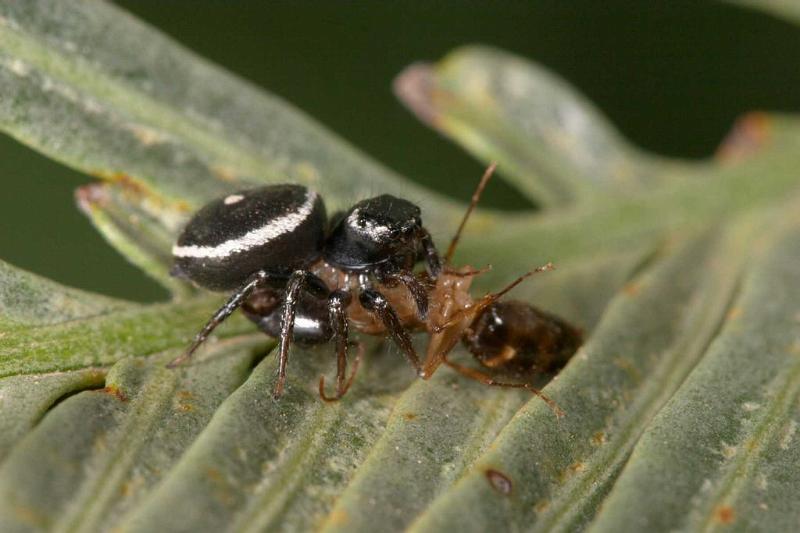 Zenodorus_orbiculatus_D2641_Z_88_-_Australie.jpg