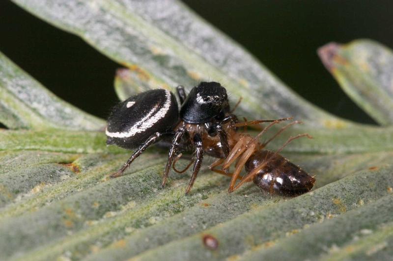 Zenodorus_orbiculatus_D2642_Z_88_-_Australie.jpg