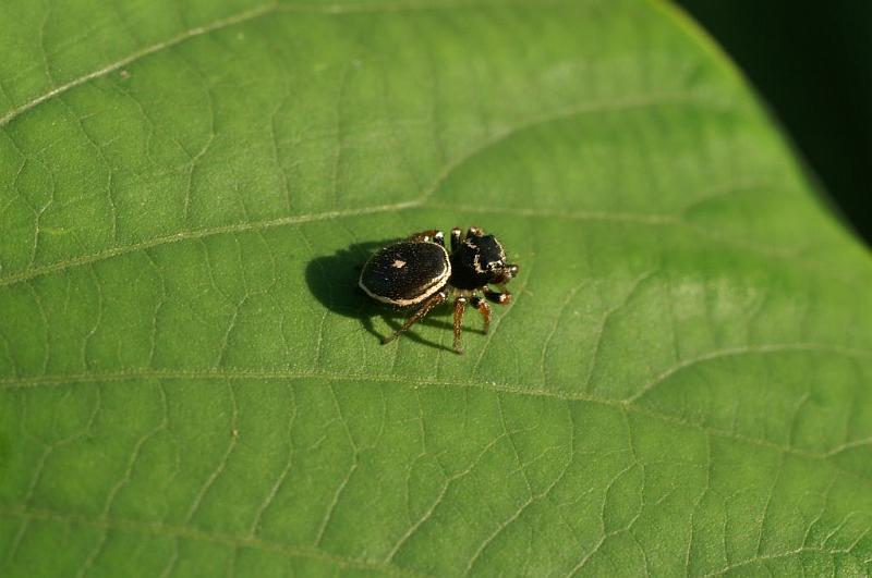 Zenodorus_orbiculatus_D5459_Z_89_Yungaburra_Australie.jpg