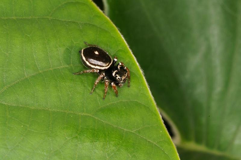 Zenodorus_orbiculatus_D5460_Z_90_Yungaburra_Australie.jpg