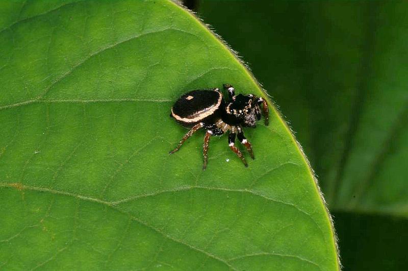 Zenodorus_orbiculatus_D5461_Z_89_Yungaburra_Australie.jpg