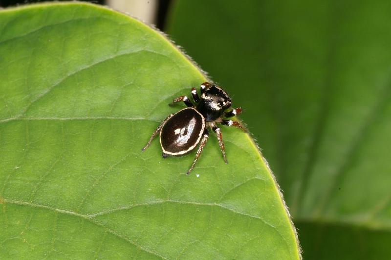 Zenodorus_orbiculatus_D5462_Z_89_Yungaburra_Australie.jpg