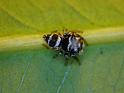 Euryattus_bleekeri_D6525_Z_87_Brisbane_Australie