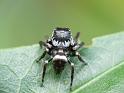 Euryattus_bleekeri_D6606_O_84_Brisbane_Australie