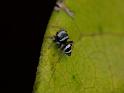 Euryattus_bleekeri_D6623_O_88_Brisbane_Australie