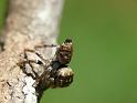 Euryattus_bleekeri_D6661_O_85_Brisbane_Australie