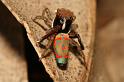 Maratus_pavonis_D5771_Z_88_Perth_Australie