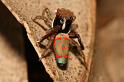 Maratus_pavonis_D5773_Z_88_Perth_Australie