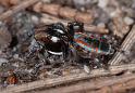 Maratus_volans_D3957_O_85_Sydney_Australie