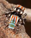 Maratus_volans_D3959_Z_87_Sydney_Australie