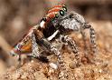 Maratus_volans_D3960_Z_85_Sydney_Australie