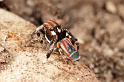 Maratus_volans_D3961_Z_86_Sydney_Australie