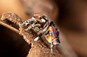 Maratus_volans_D3963_Z_88_Sydney_Australie