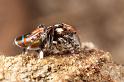 Maratus_volans_D3965_Z_85_Sydney_Australie