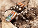 Maratus_volans_D3966_Z_88_Sydney_Australie