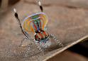 Maratus_volans_D5573_O_90_Sydney_Australie