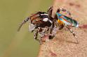 Maratus_volans_D5575_Z_90_Sydney_Australie