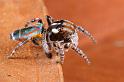 Maratus_volans_D5580_Z_90_Sydney_Australie