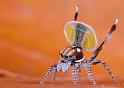 Maratus_volans_D5583_Z_90_Sydney_Australie