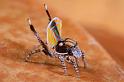 Maratus_volans_D5584_Z_90_Sydney_Australie